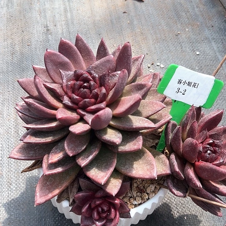 3.2太阳带盆一个