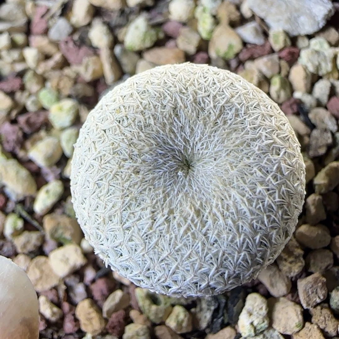 06实生小人帽多肉1.8厘米