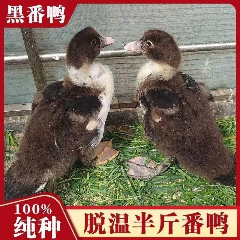 大种红头鸭鸳鸯鸭火鸭正宗黑番鸭宠物鸭活体包邮到家