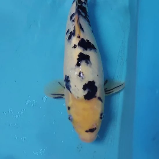 锦鲤别甲，36公分不包邮