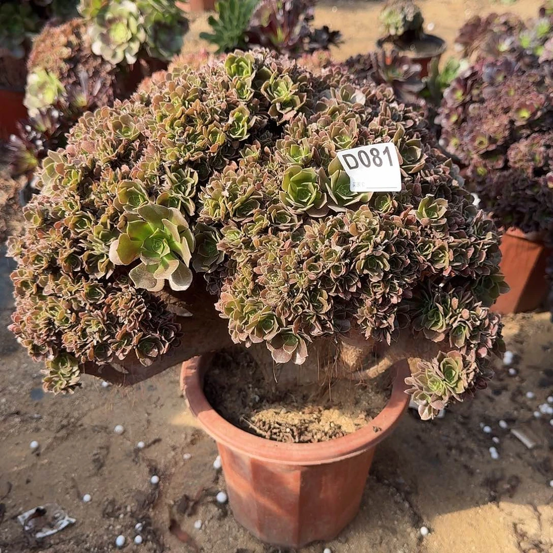 081玫瑰朵朵一颗呀呀