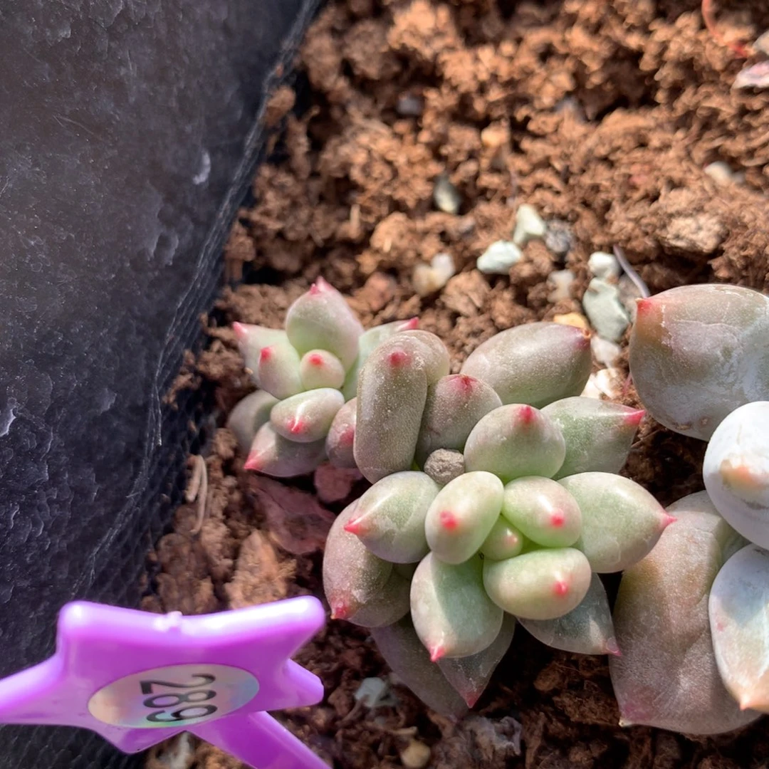 多肉植物哈哈哈哈哈