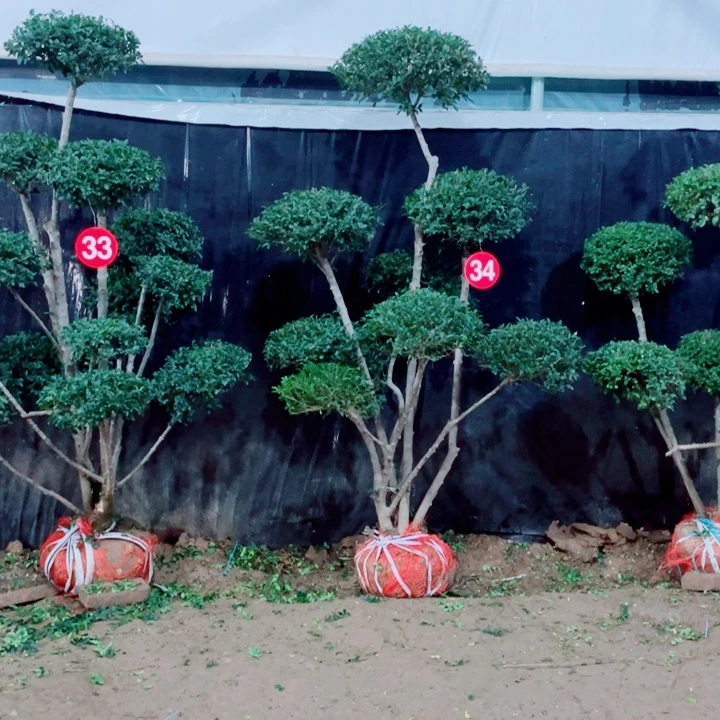 无花朵一物一拍一个一个