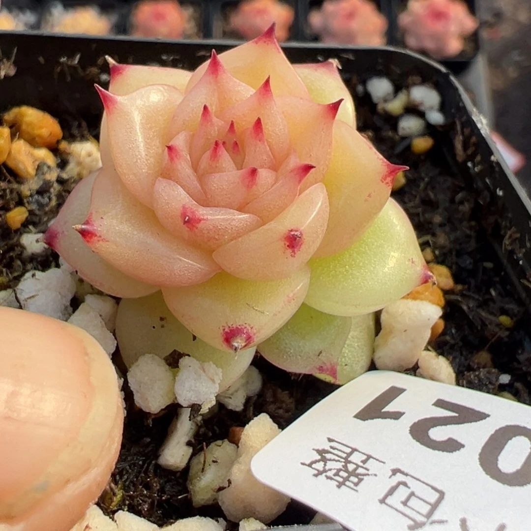 小卡拉米糖心一物一拍3-21