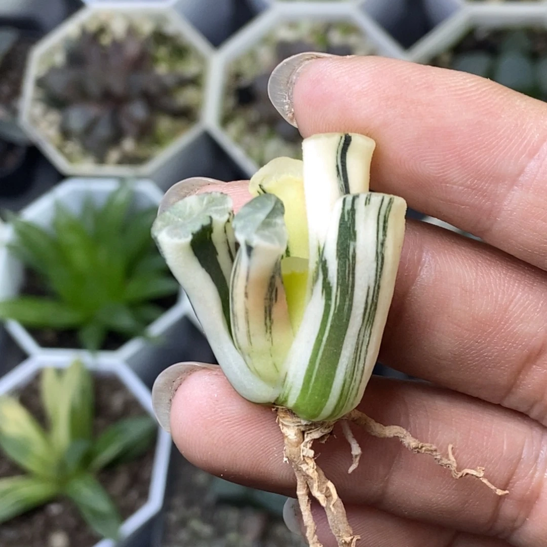 特价不知名万象锦一物一拍