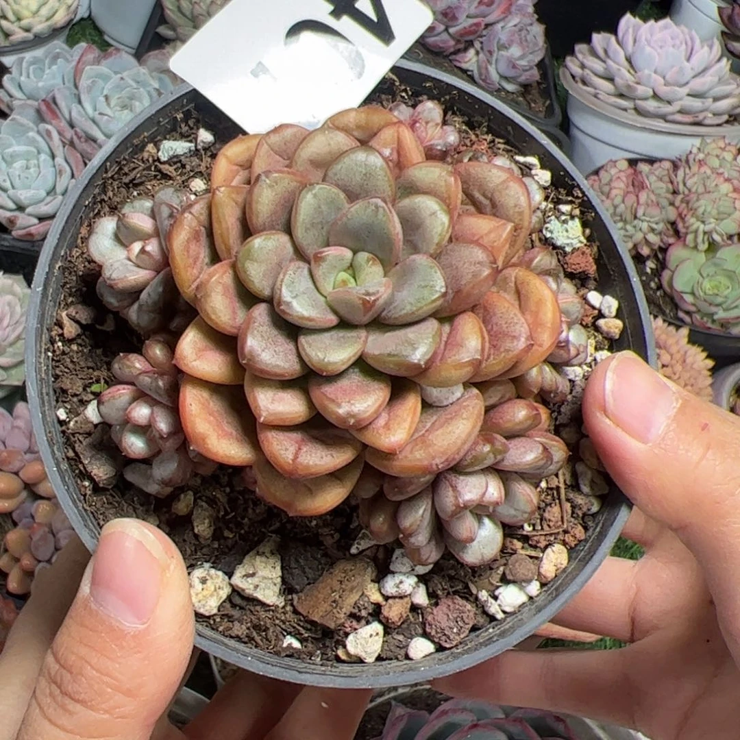 糖***宝407 多肉植物组合盆栽