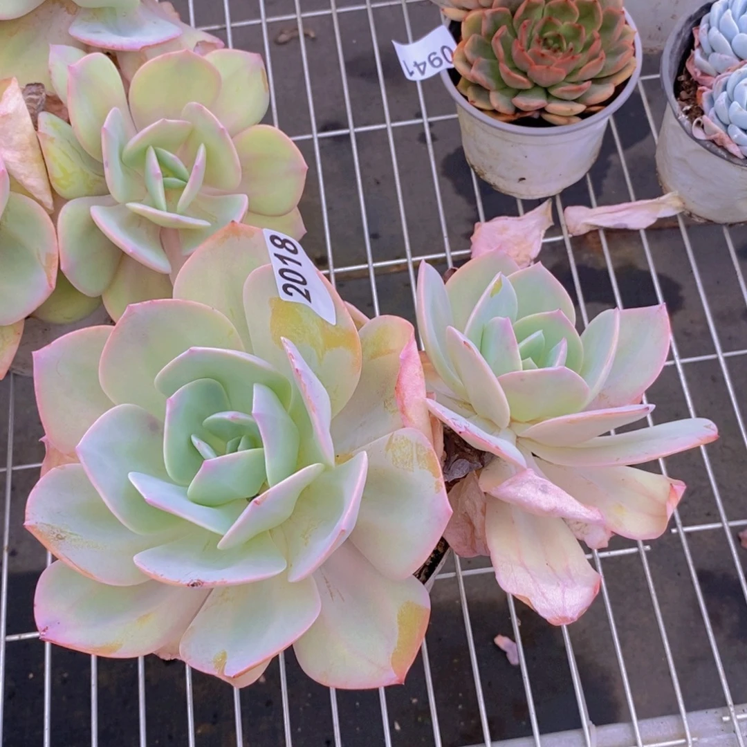 2018白凤多头一物一拍