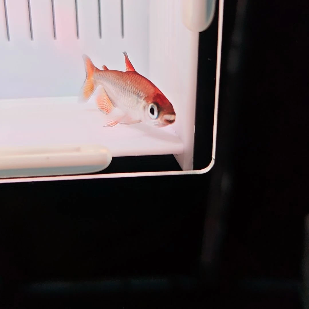 灯科鱼精选卢肯尼彩虹刚果