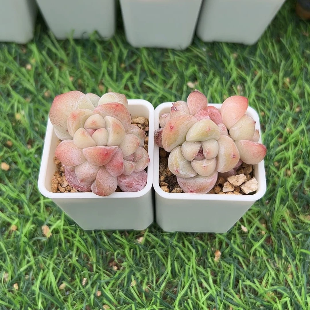 W****?啊石榴籽星影小树福利