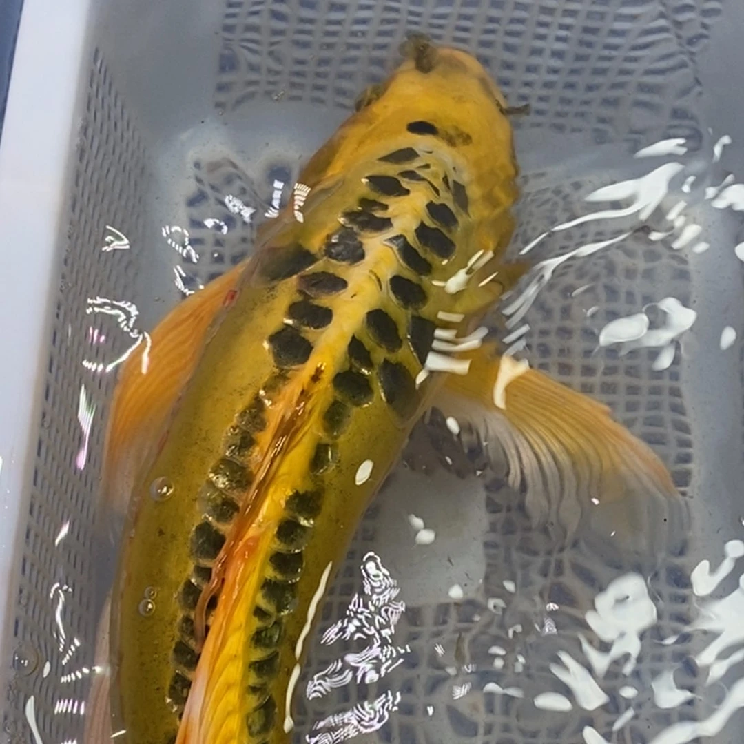 锦鲤冷水锦鲤（无开箱视频不售后）