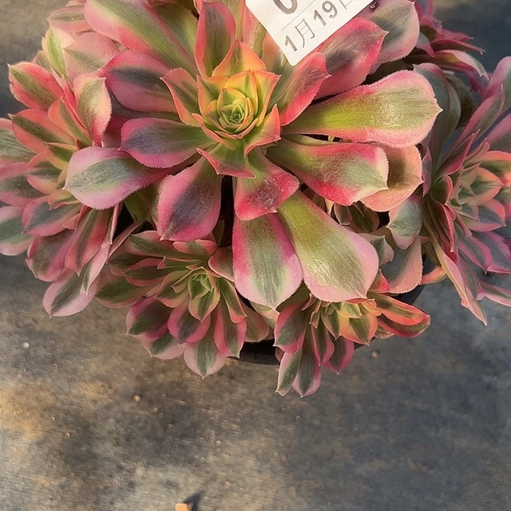 1.19-38女巫多肉植物