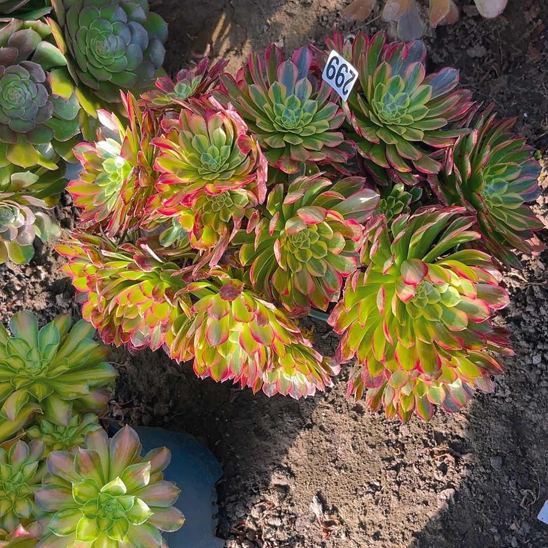 法师法师13–29包邮法师