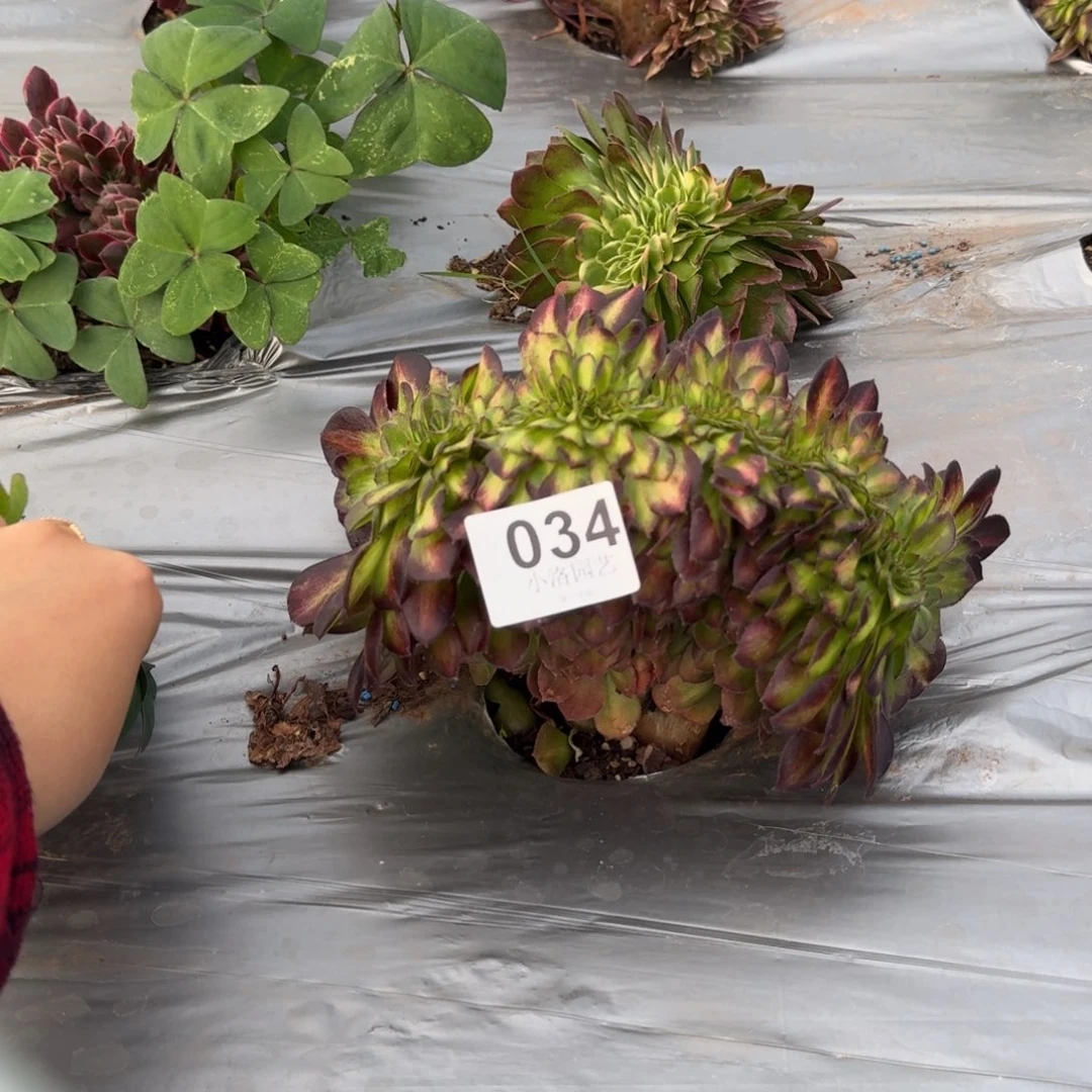 34抹茶缀化多肉植物满28包邮