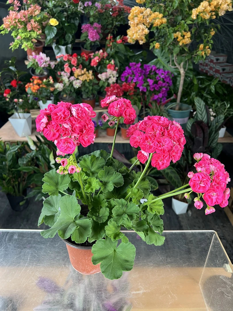 （新疆包邮）重瓣大花球天竺葵盆栽四季开花庭院阳台好养花卉