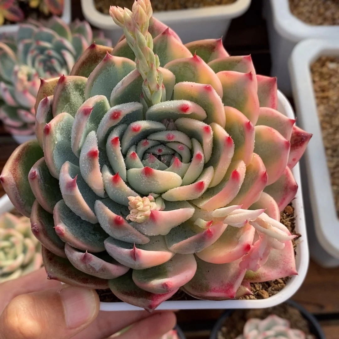 用****0吉娃娃锦多肉植物