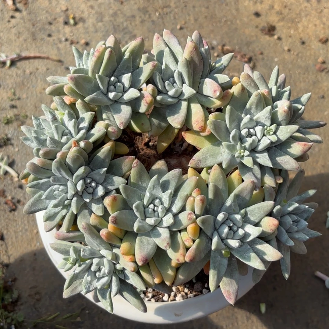 白姆，仙女杯多肉。