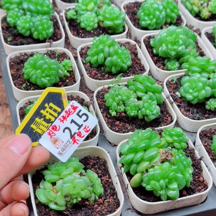 多肉植物多肉植物