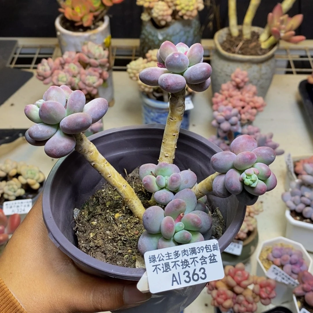 363苹果奶多肉7c m