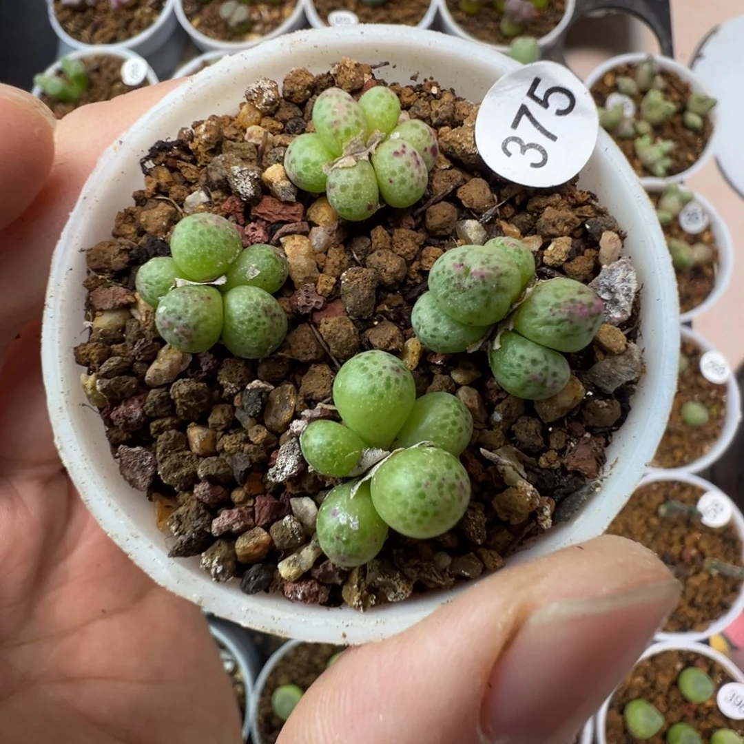 草莓一颗脱土3750000