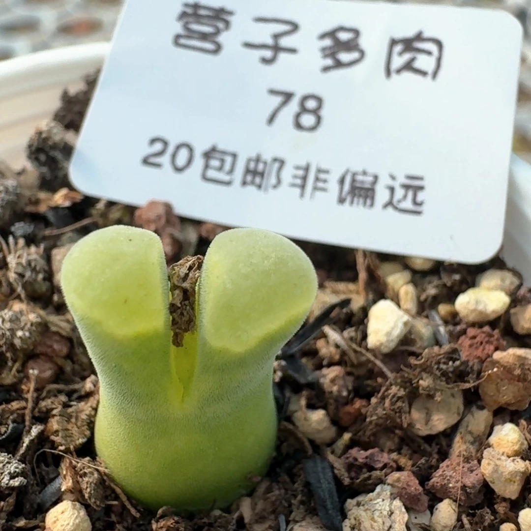 78一颗000000000000