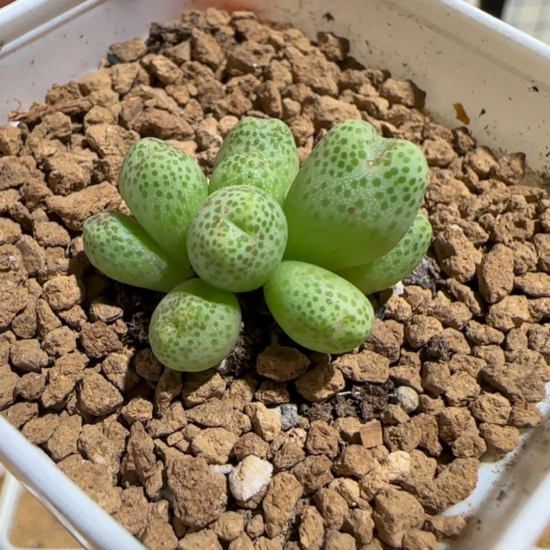 肉锥多肉植物组合-草莓斑马472