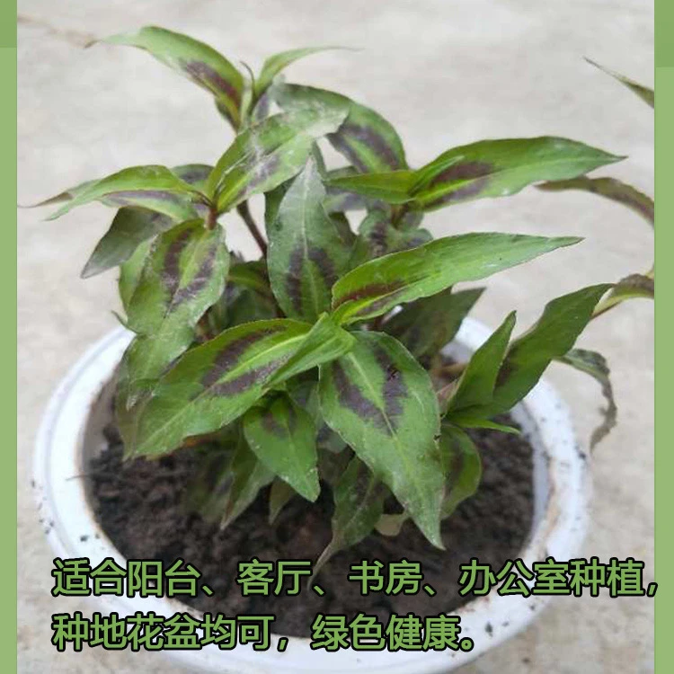 【贵州香柳苗】贵州特产香柳盆栽香柳植物功效夜来香鱼香草白玉兰