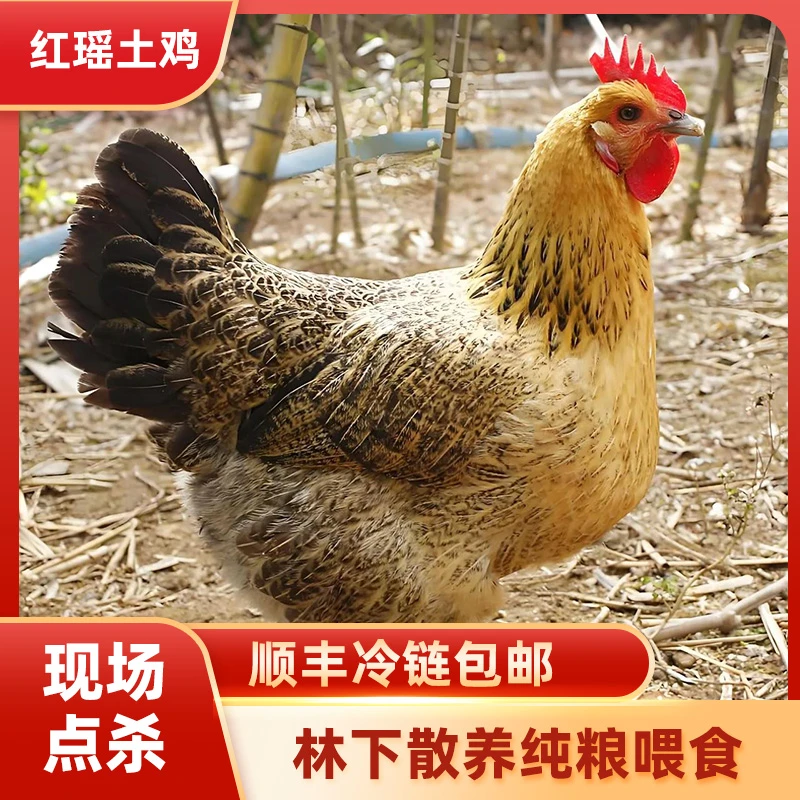 一物一拍 母鸡 现场点杀带鸡心鸡胗贵州瑶鸡顺丰冷链