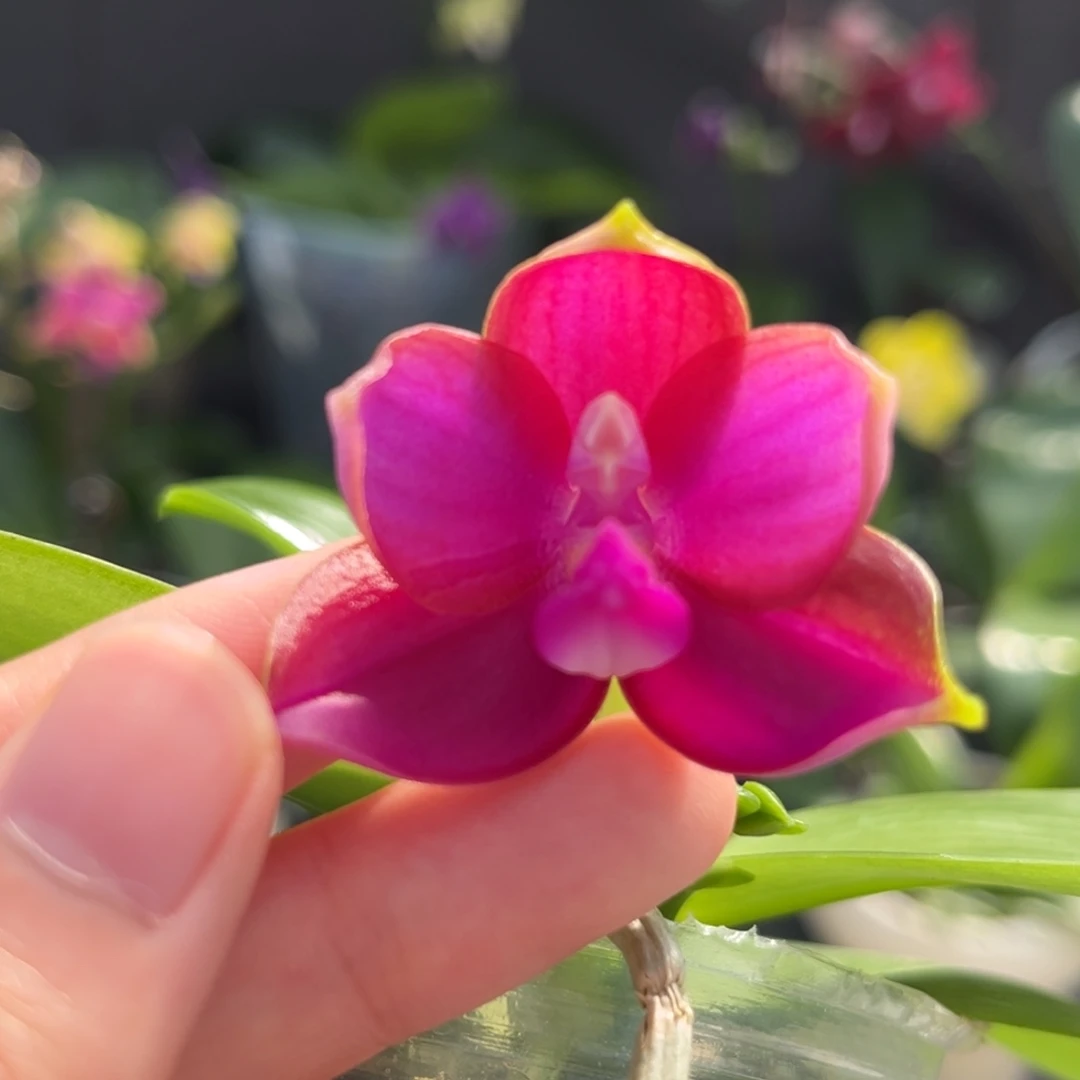 完全开放2.5寸盲盒开花株