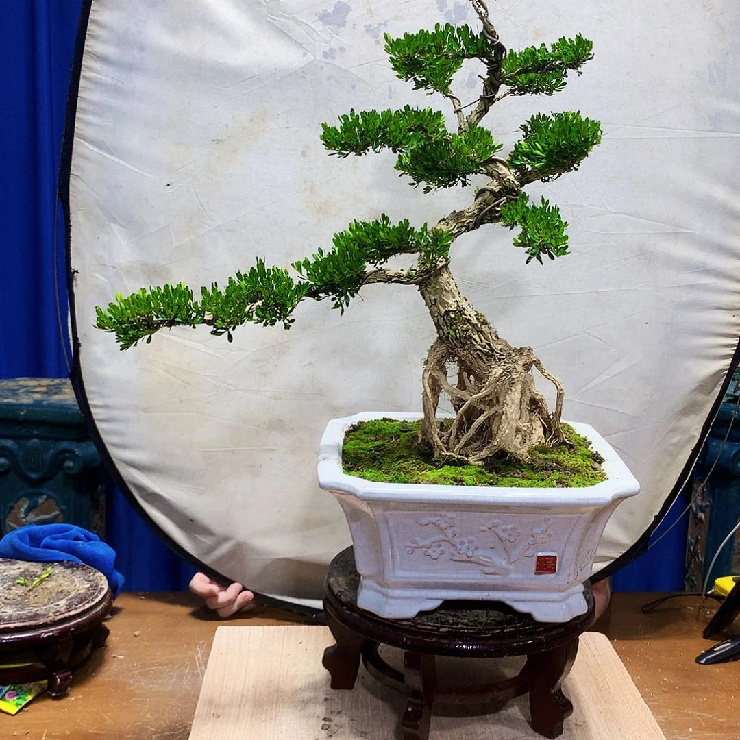 无花朵我**你黄杨盆景一物一拍