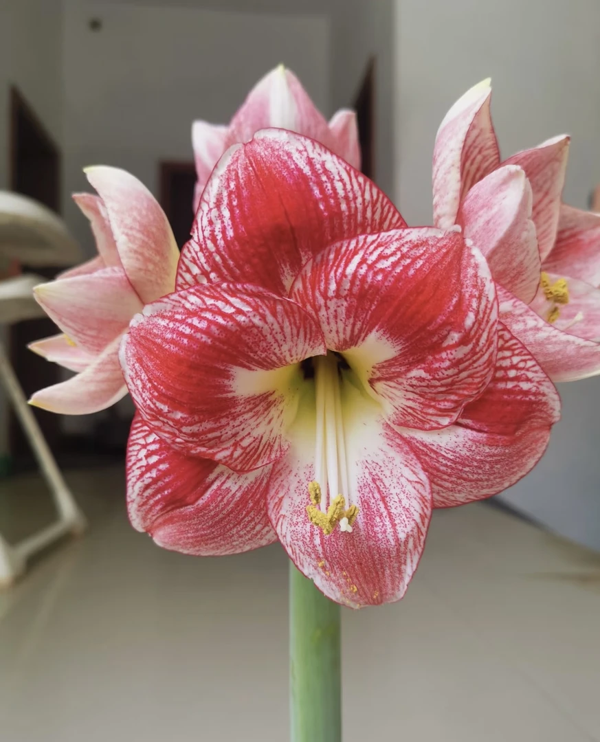 栖野绿境 现货荷兰进口【斑点奶油】单瓣包对版