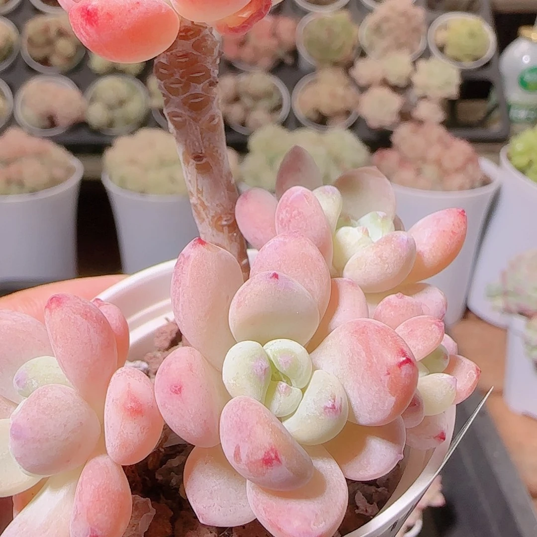 花语逸镜1127-81罗琦