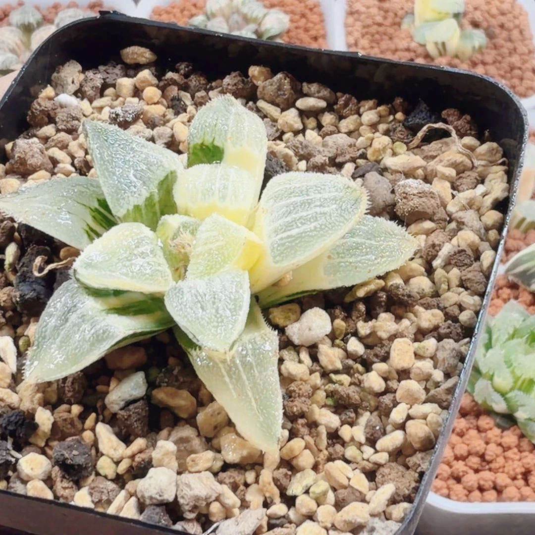 十二卷雪姬锦福利