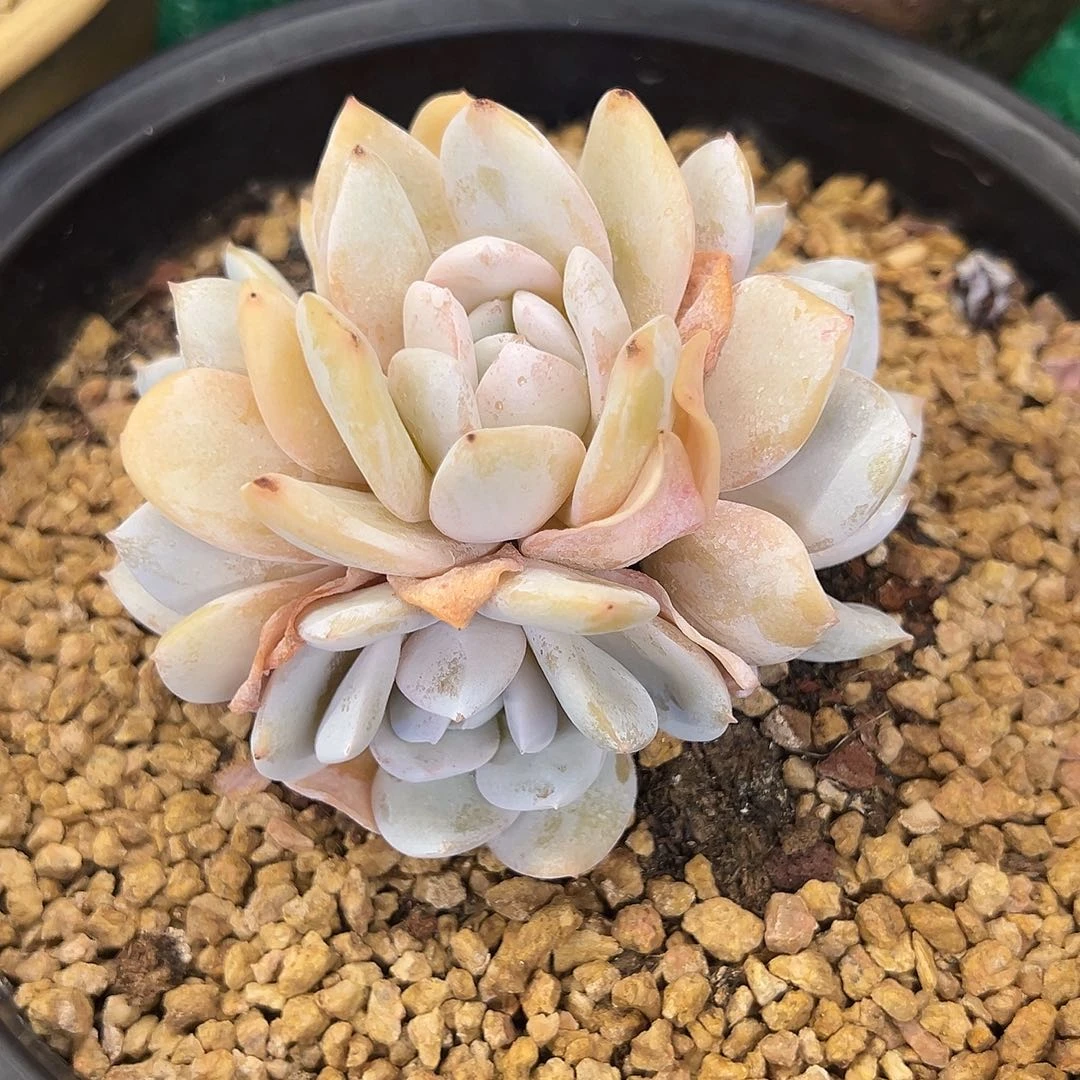 64，，，，，，，，，，，，，，，，，，