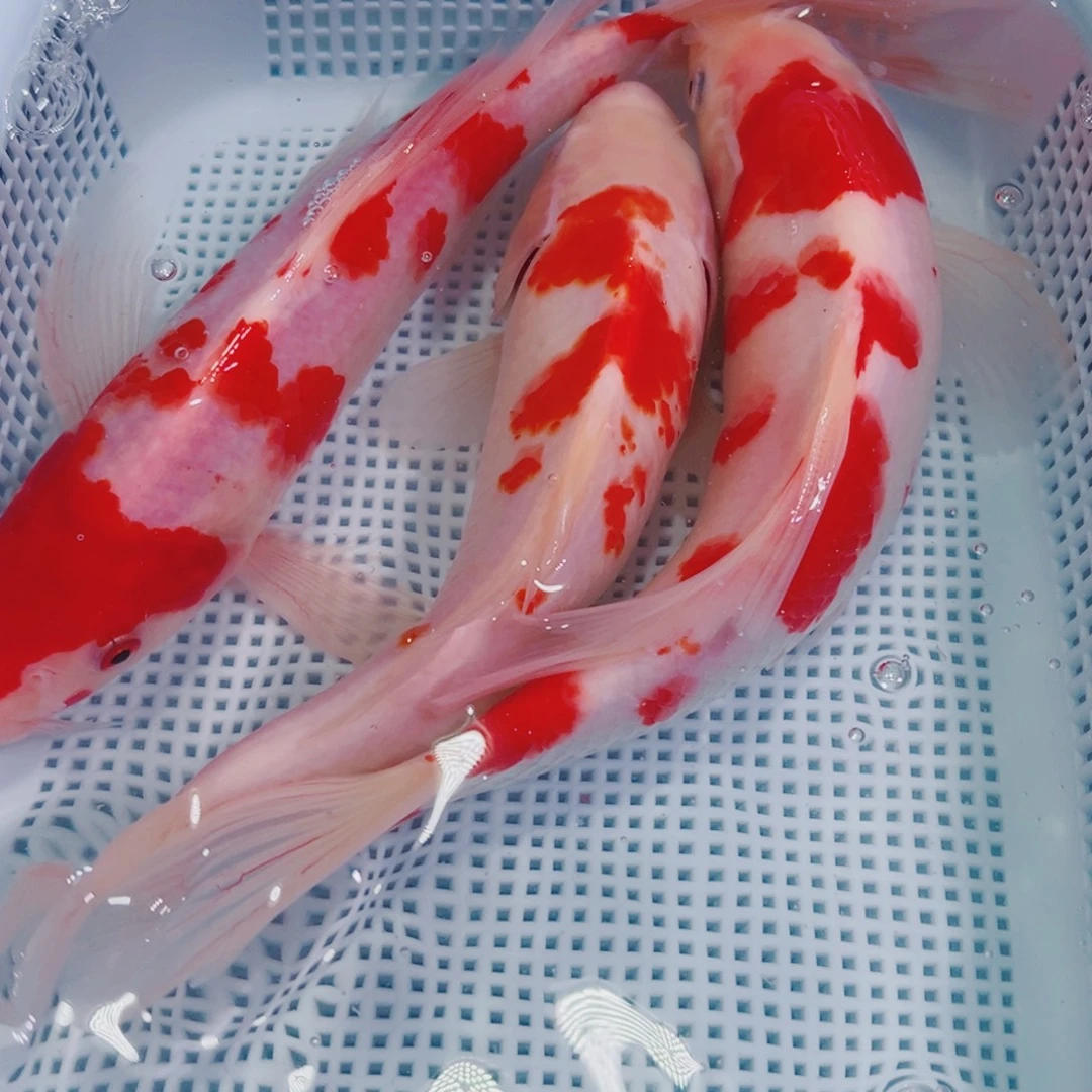 锦鲤锦鲤冷水鱼观赏134