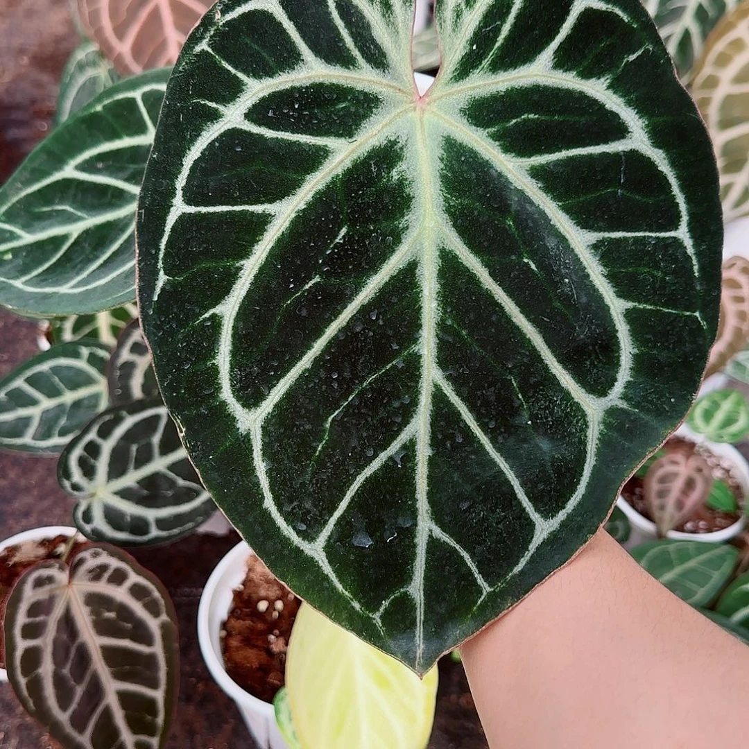 完全开放优选kos杂红