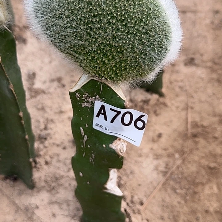 星***爱无花朵嫁接九尾狐缀706