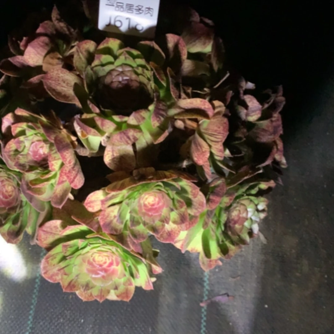 【闪购商品】W*H直播间万拉丝618