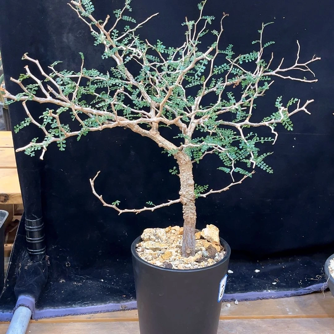 潮流植物象足漆树，树型