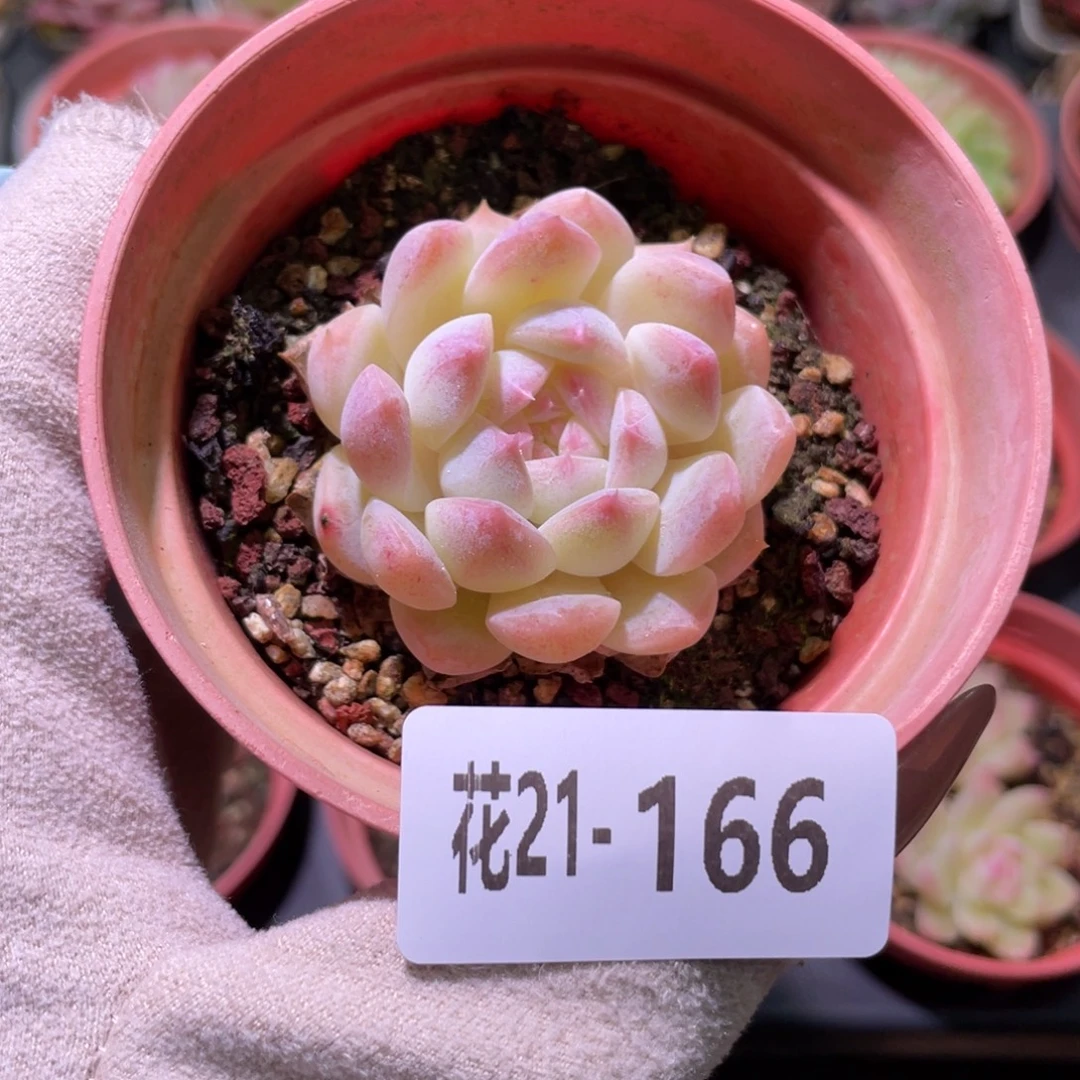 花利美21-166明月心