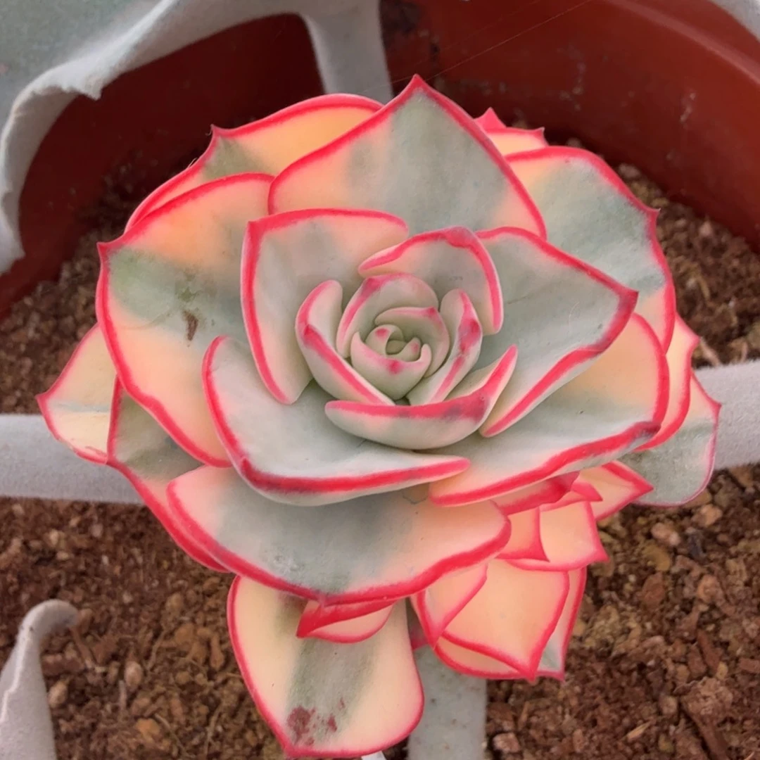 剑斯诺娃锦腹轮锦侧芽可以嫁接