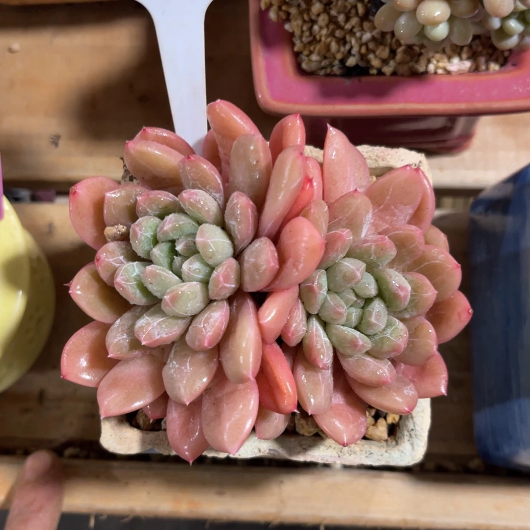 云尘多肉一物一拍不含盆1328