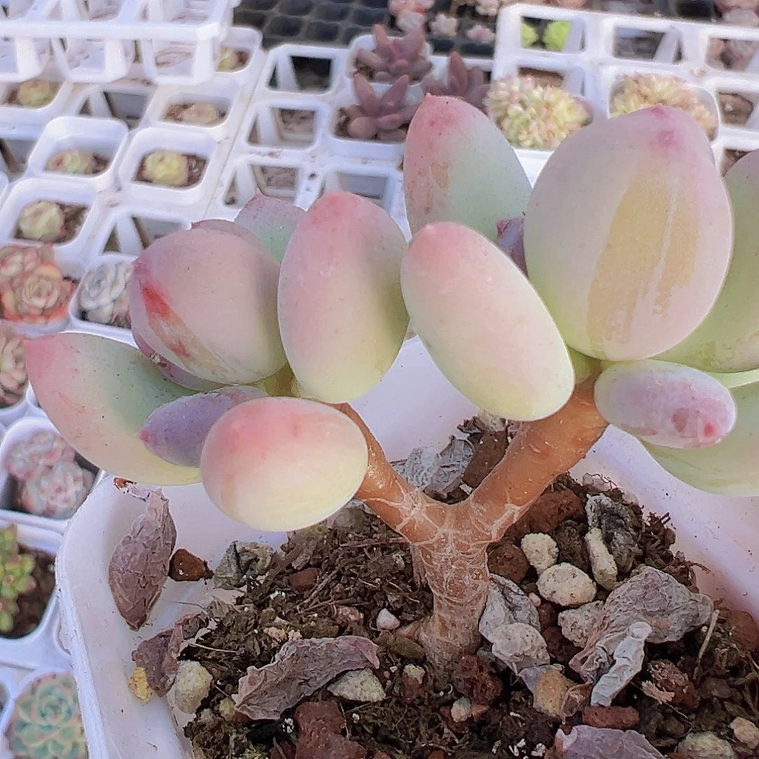 苹果奶19包邮多肉植物