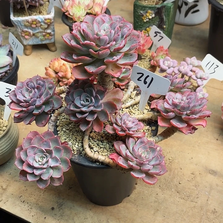 多肉植物，雨滴261号