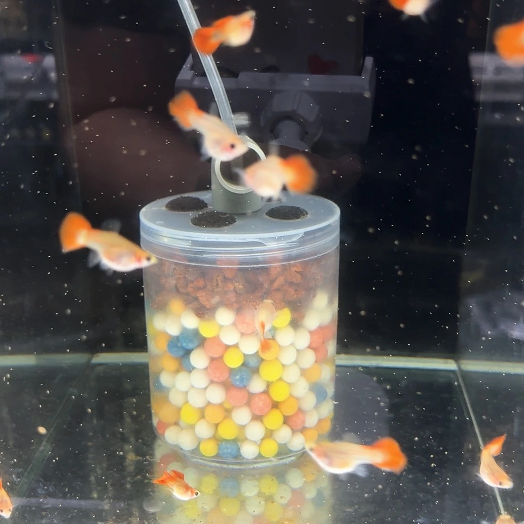 孔雀鱼琉璃短球玻璃猫1对
