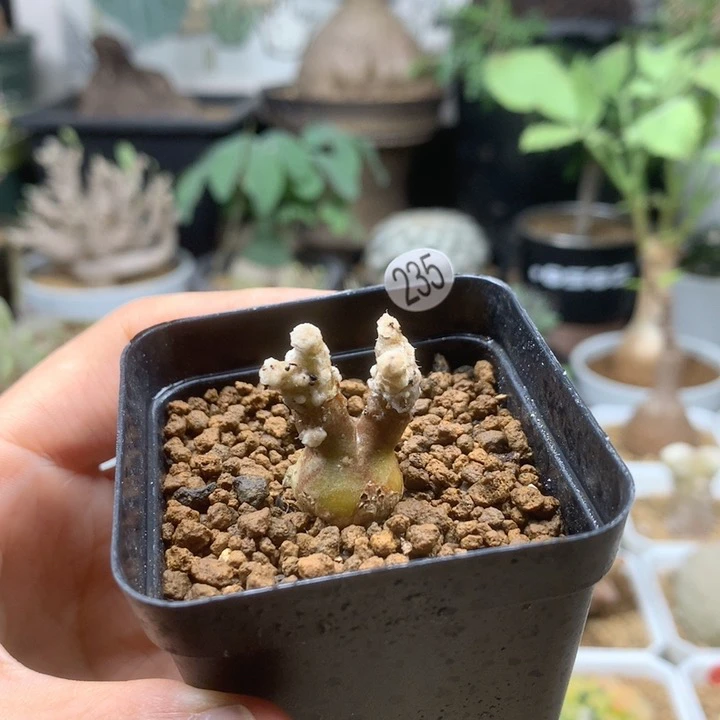派马厚敦菊母本带盆235