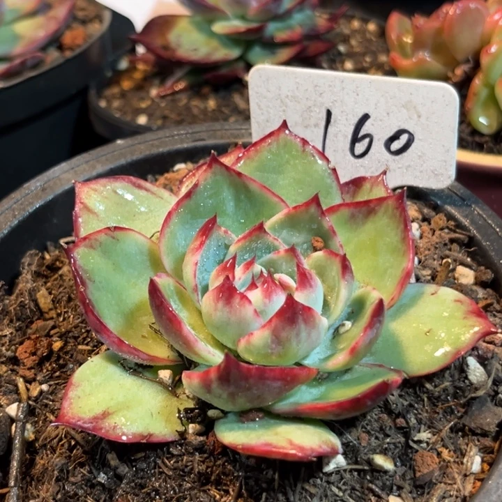 惊鸿一物一拍包装收缩花旱160