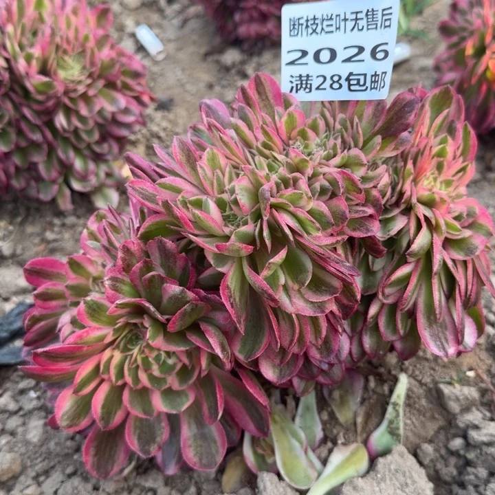 2026三号棚倾城缀D