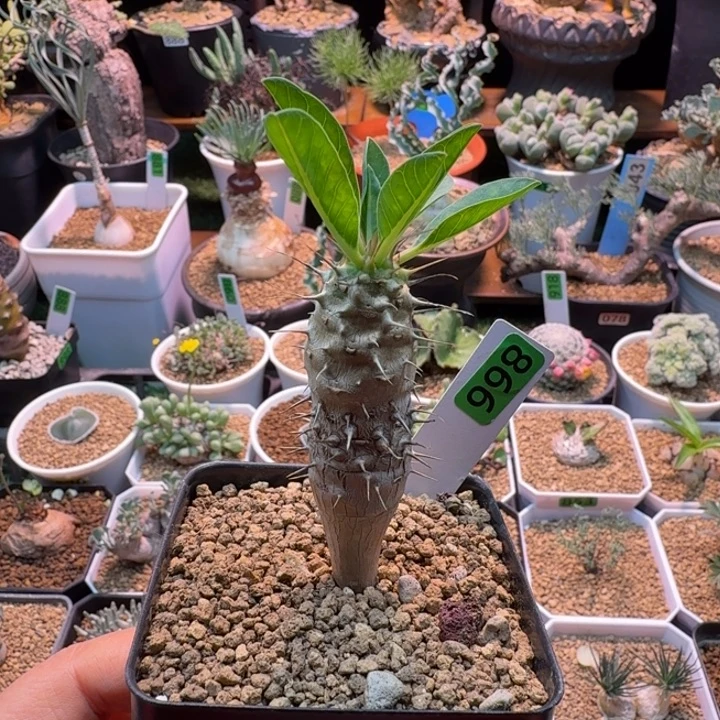 实生鬼栖阁998 仙人球