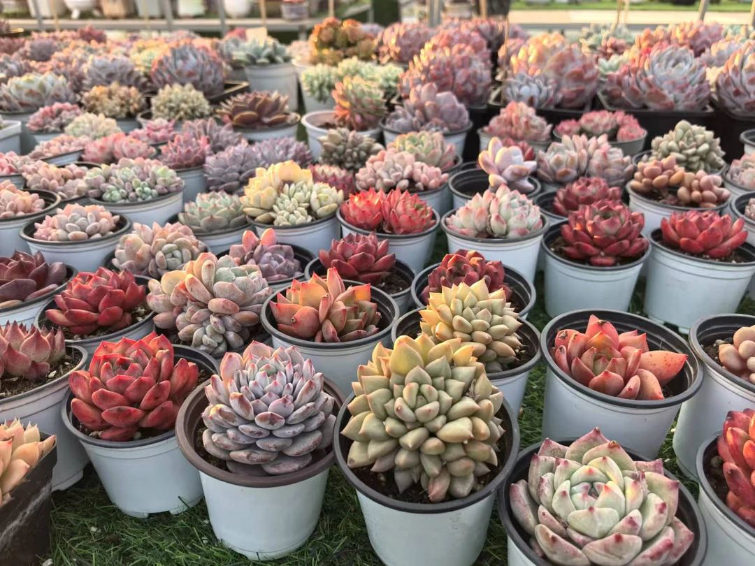 月光女神锦A16一物一拍