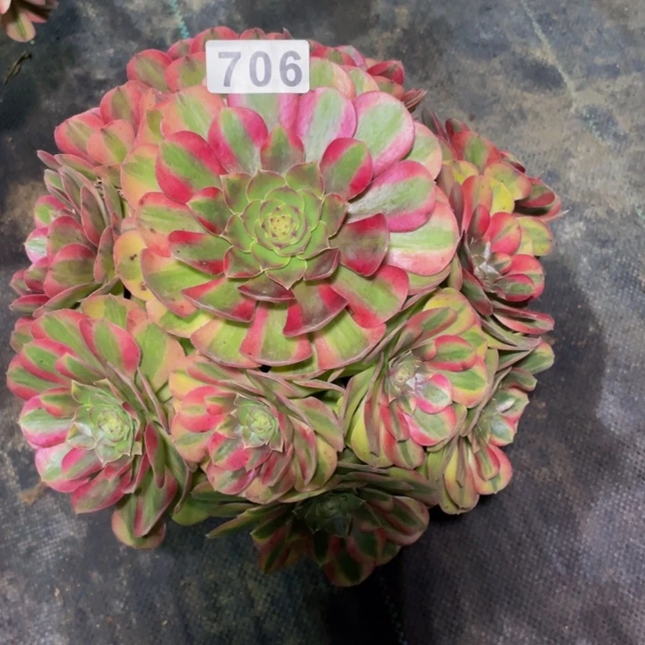 706老庄多肉法师雨荷